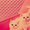 Ok3w.Net -- c(din)x